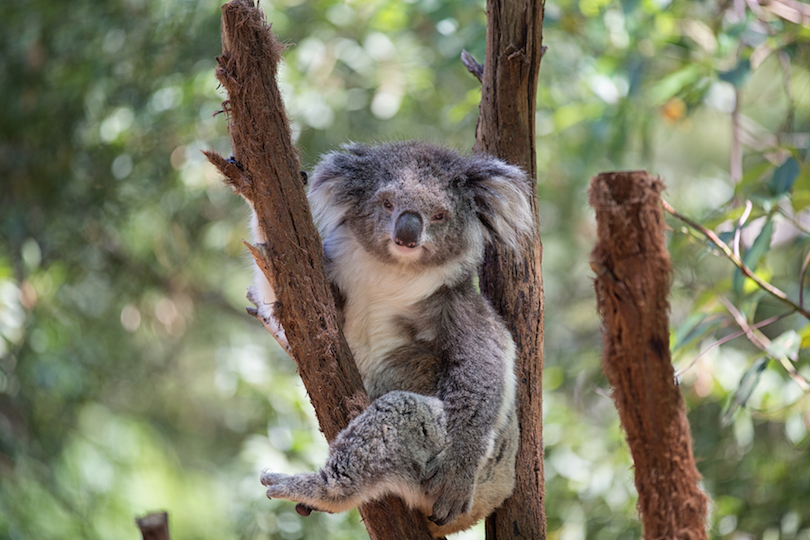Koala looking into camera کوالا در استرالیا